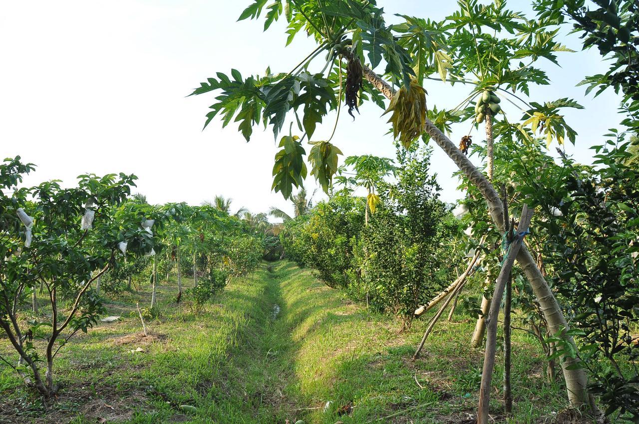 Orchard Fruit Farm Bungalow Duong Dong Exterior foto