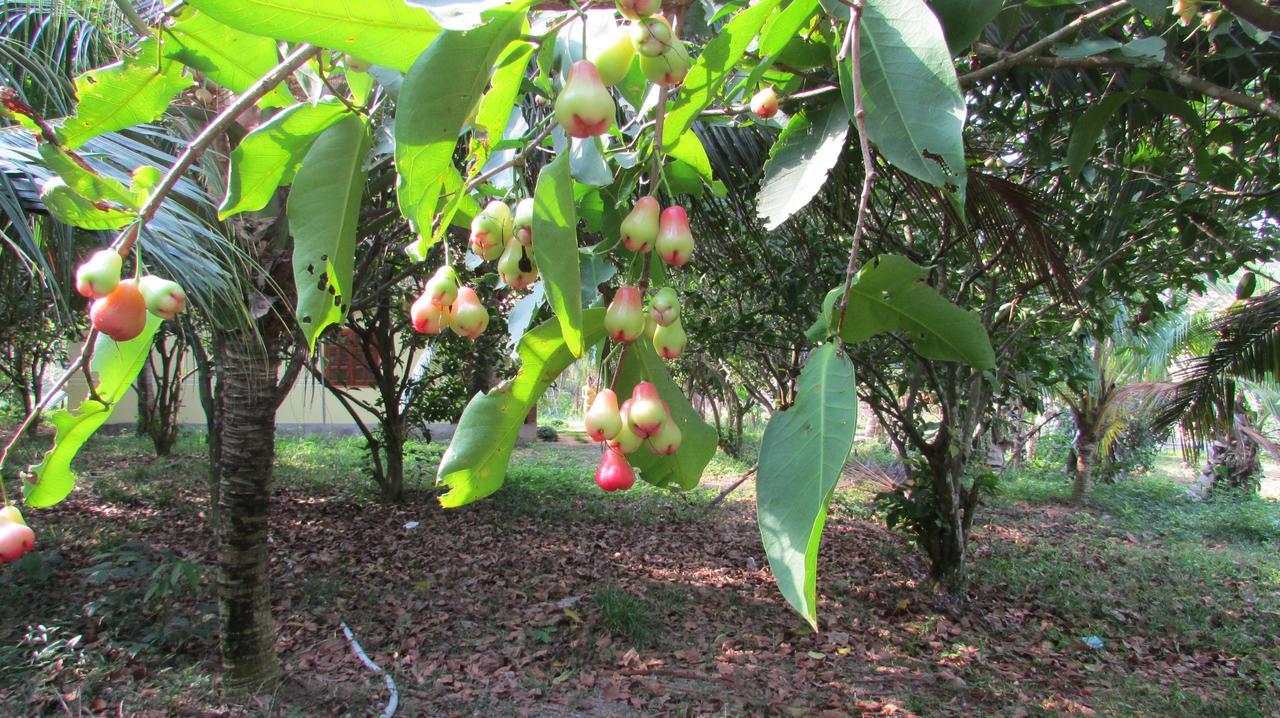 Orchard Fruit Farm Bungalow Duong Dong Exterior foto